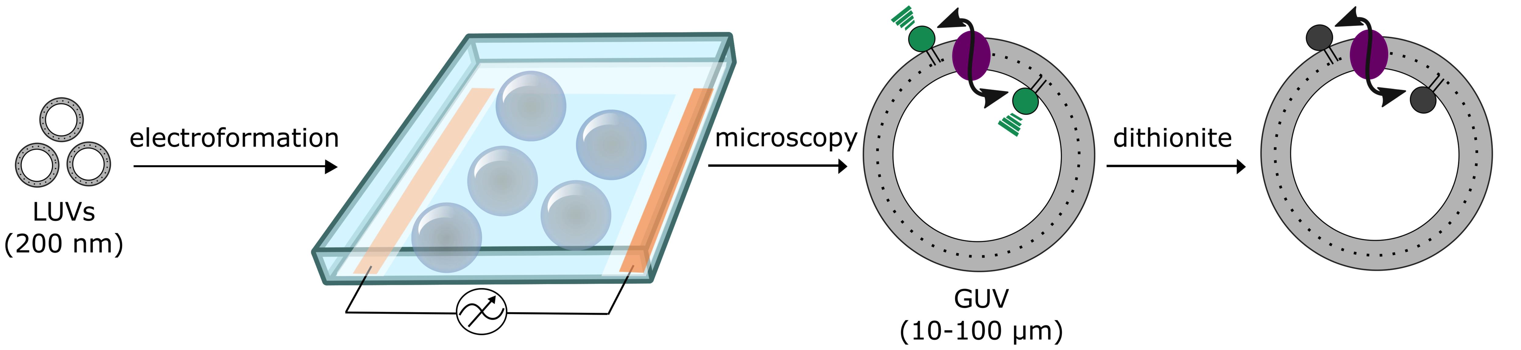 A Fluorescence-based Assay For Measuring Phospholipid Scramblase ...