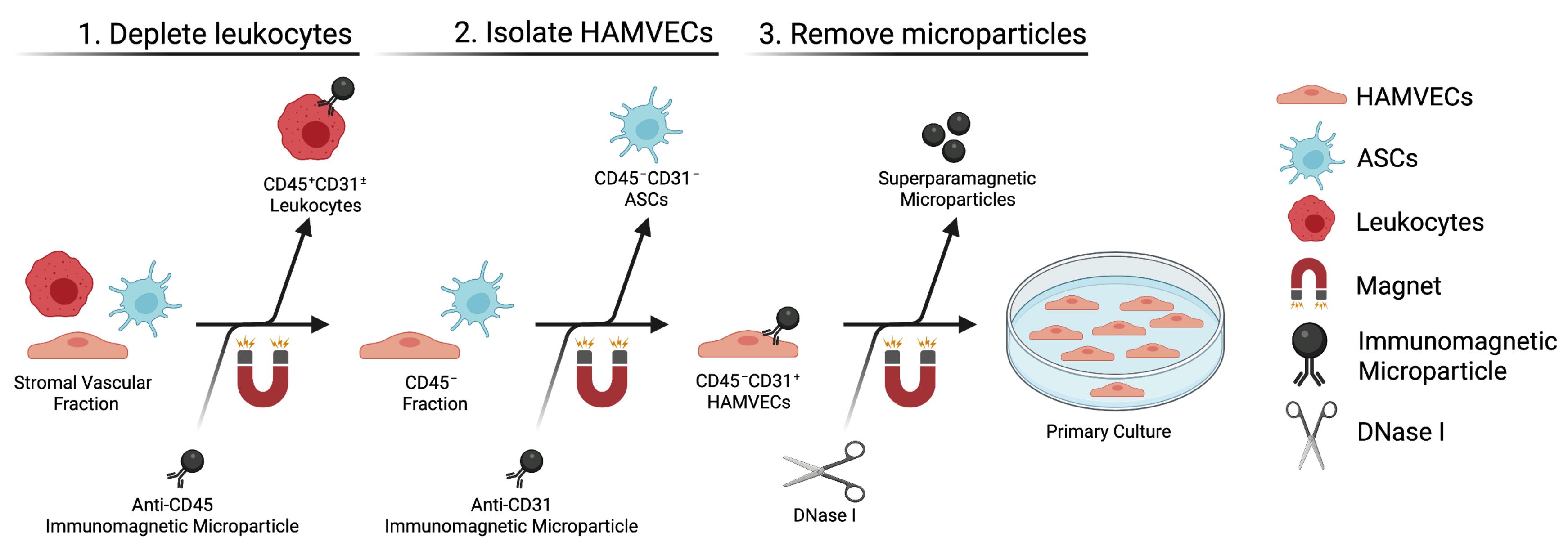 Immunomagnetic Isolation and Enrichment of Microvascular Endothelial ...