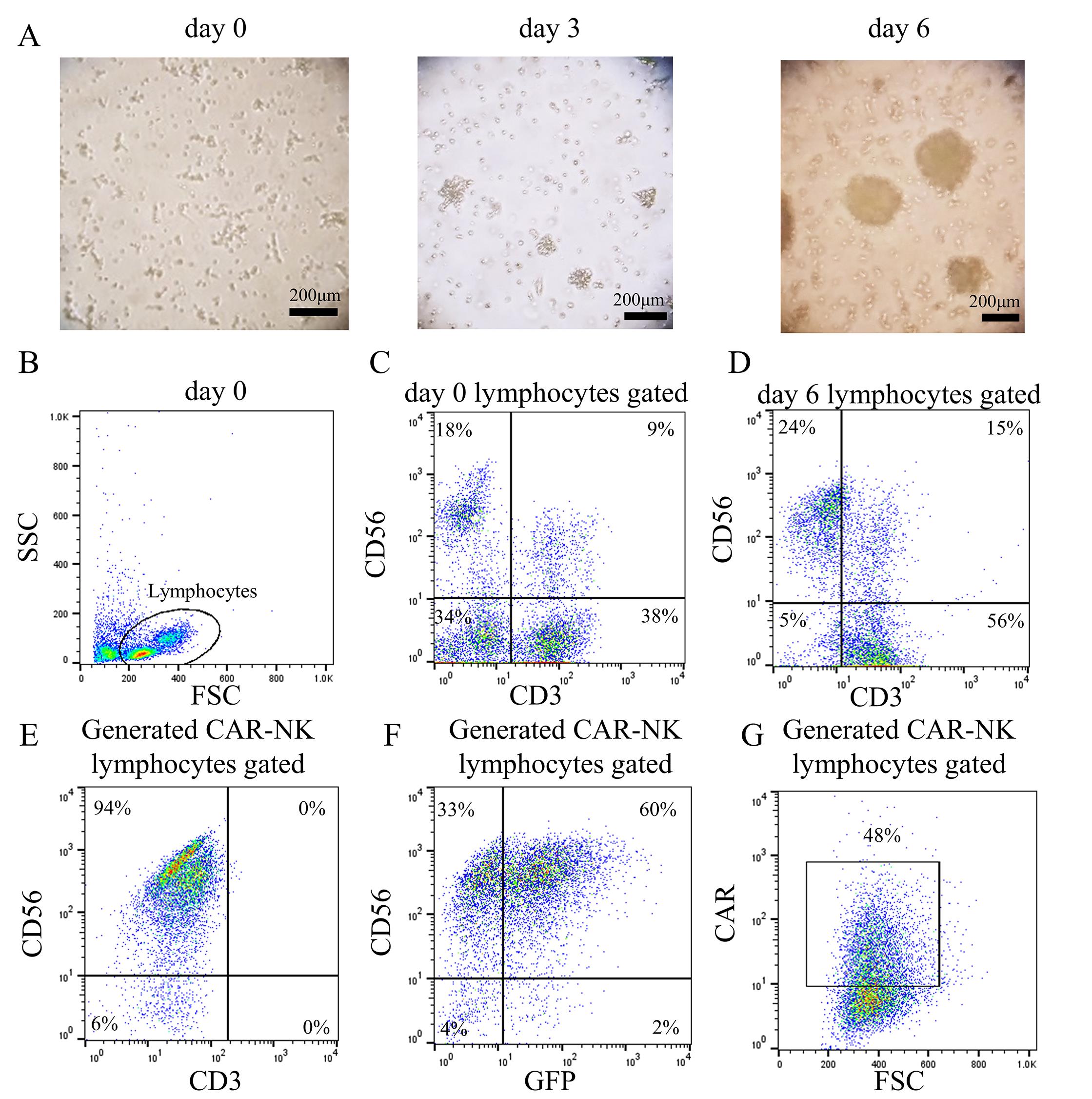 A Feeder Cell-Free System for Chimeric Antigen Receptor Gene
