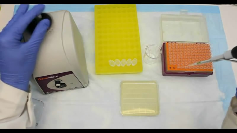 Bacterial enumeration using a serial dilution plating method