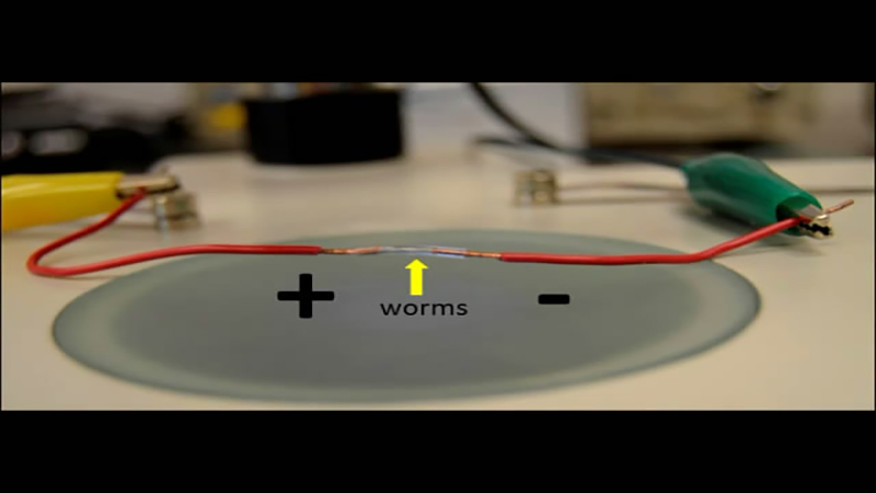 Example video of the experimental setup and analysis.