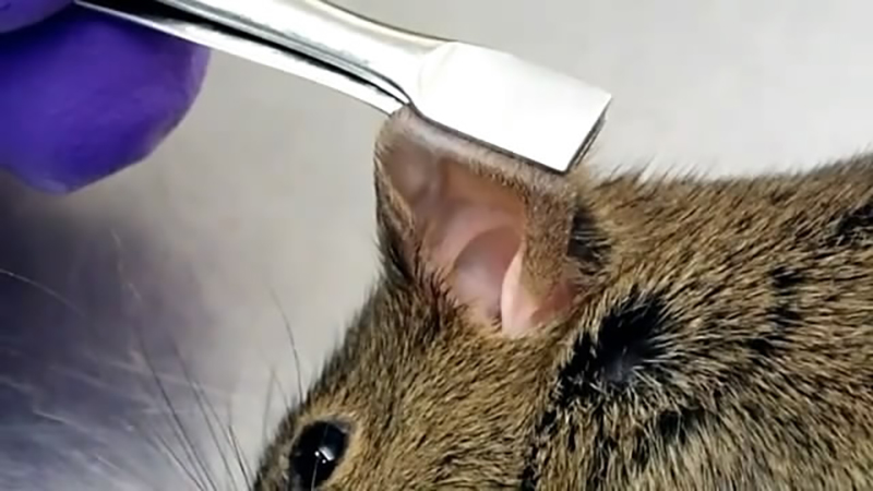 Intradermal inoculation of the mouse ear