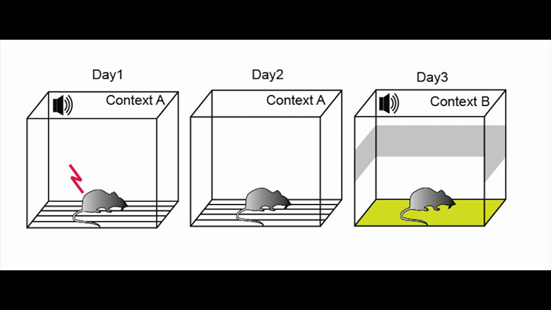 Trace Fear Conditioning Protocol.