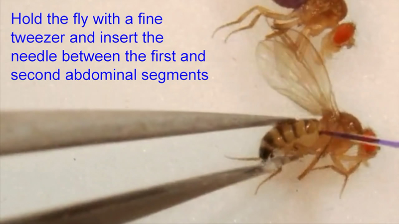 Injection of flies.