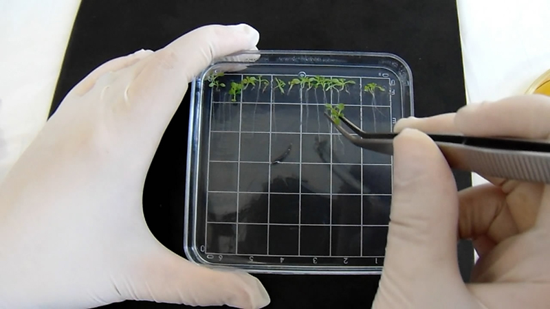 Seedlings being transferred to Petri dish containing the pH indicator bromocresol purple