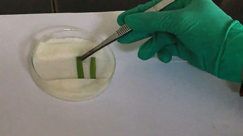 Tear down the barley lower epidermis and put onto a glass slide