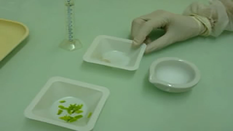 Preparation of RYMV inoculum from infected rice leaves