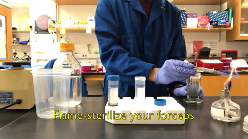 Collection of rice roots and separation of compartments