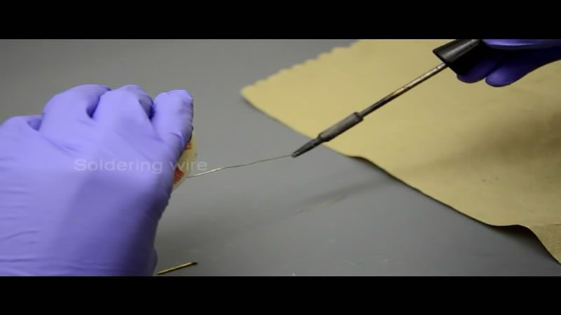 Preparation of insect electrode