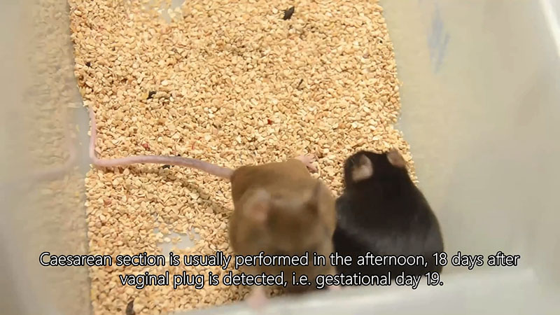 Caesarean sectioning and cross-fostering of mouse