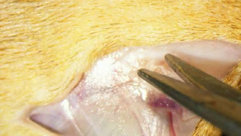 Video of the partial optic nerve transection procedure.