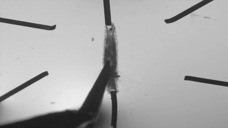 Larval body wall dissection at 3-fold time-lapse.
