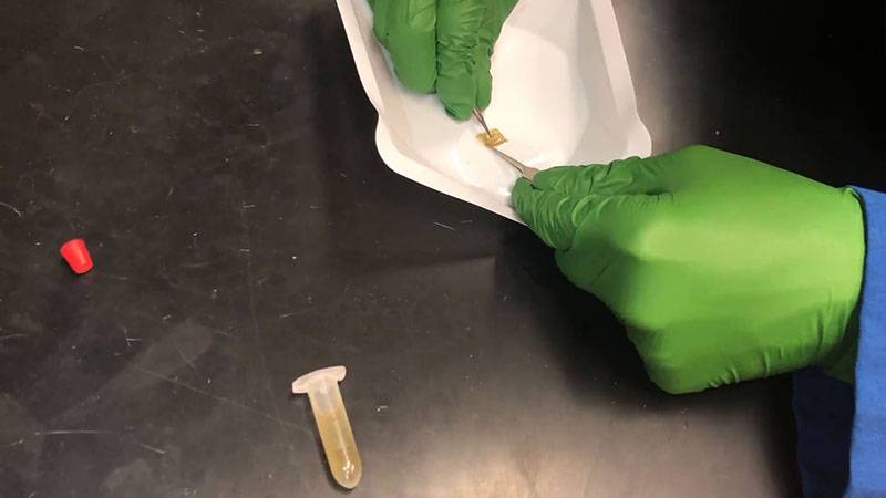 Movie showing how to peel and stain maize leaf epidermis following the pectolyase digestion step