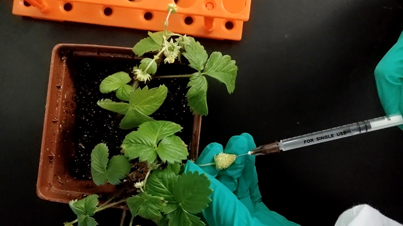 Procedure for the fruit injection as stated in Step 7