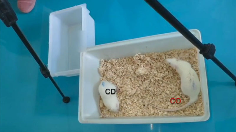 Showing experimental protocol for the establishment of empathy for pain model in laboratory animals.