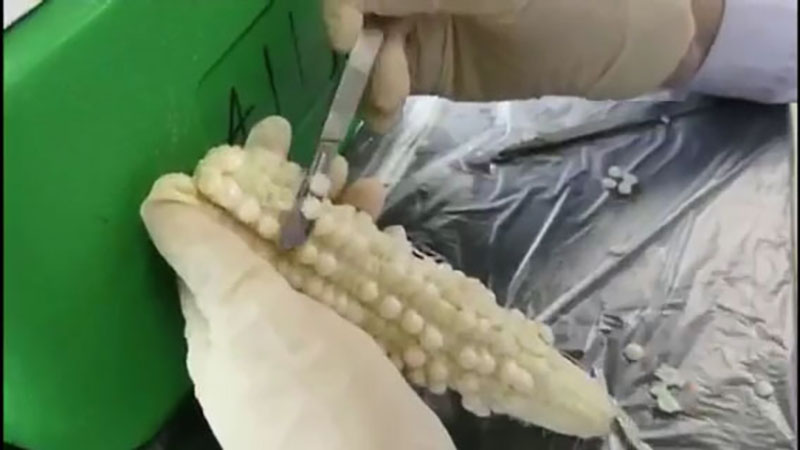 Video of dissection procedure
