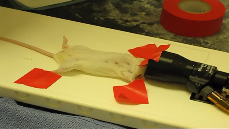 Precision technique for mouse splenectomy.