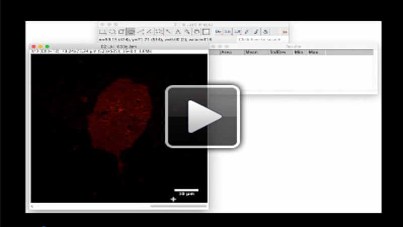 Quantification of binding using ImageJ and Excel