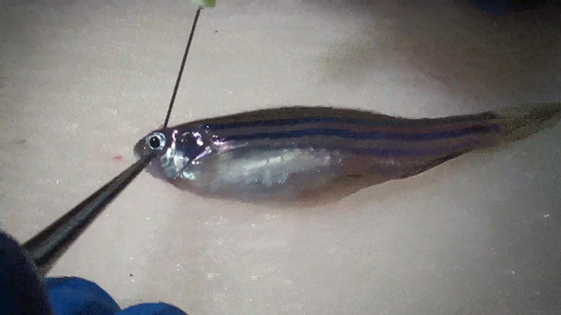 Retinal injury in zebrafish