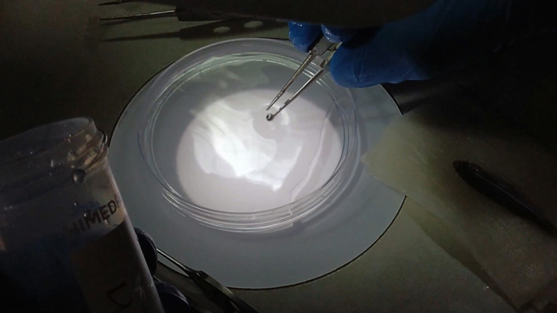 Zebrafish euthanasia and harvesting of the eye
