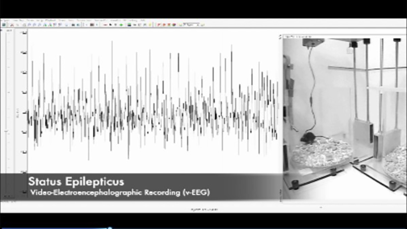 Video-EEG of a mouse exhibiting SE