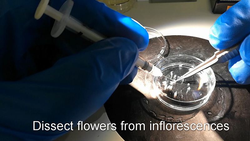 Main steps of microscope slide preparation