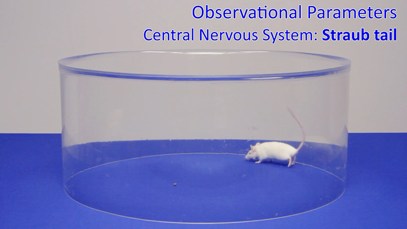 Observational Parameters–Central Nervous System