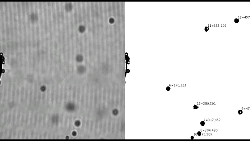 Calibration of the force applied to a 4.5 μm bead.