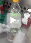 Whole Spleen Flow Cytometry Assay