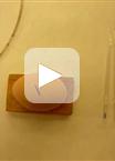 Implantation of Dkk-1-soaked Beads into the Neural Tube of Chicken Embryos
