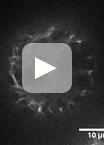 Visualization and Quantification of Actin Dynamics in Rice Protoplasts