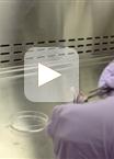 Isolation of Multipotent Stromal Cells from Mouse Bone Marrow