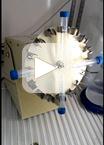 Purification of the GfsA-3x FLAG Protein Expressed in Aspergillus nidulans