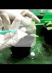Extraction of Chloroplast Proteins from Transiently Transformed Nicotiana benthamiana Leaves