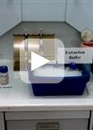 Extraction of Total Proteins from Rice Plant