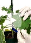 Trichome Isolation and Integrity Test from Brassica villosa and Other Species