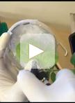 Airbrush Infiltration Method for Pseudomonas syringae Infection Assays in Soybean 