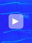 Gravitropic Analysis of Tomato Seedlings using Time Lapse Video Imaging