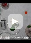 植物组织中锌的组织化学检测