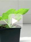 定量图像分析拟南芥和本氏烟草中荧光标记蛋白质示踪的膜微区