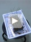 Magnaporthe oryzae Inoculation of Rice Seedlings by Spraying with a Spore Suspension