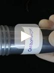菜豆中豆荚斑驳病毒（BPMV）的接种步骤