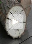 An Evaluation of Cellulose Degradation Affected by Dutch Elm Disease