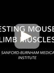 FACS-based Satellite Cell Isolation From Mouse Hind Limb Muscles