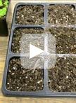 植物系统中His标记蛋白的表达和部分纯化