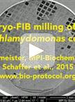 Cryo-focused Ion Beam Sample Preparation for Imaging Vitreous Cells by Cryo-electron Tomography