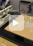 Chemotaxis and Jumping Assays in Nematodes