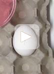 Chick Neural Tube Explant Culture