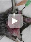 从原代鼠肿瘤中生成鼠甲状腺产降血钙素的肿瘤细胞