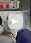 Mouse BMDC-dependent T Cell Polarization Assays
